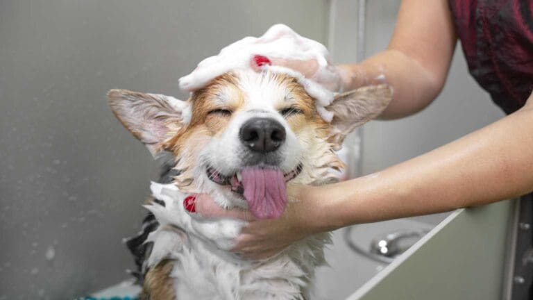 peluquería canina en Torre del Mar realizando corte profesional a perro