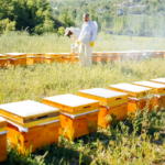 Colmenas en entorno rural representando la miel de Cantabria.
