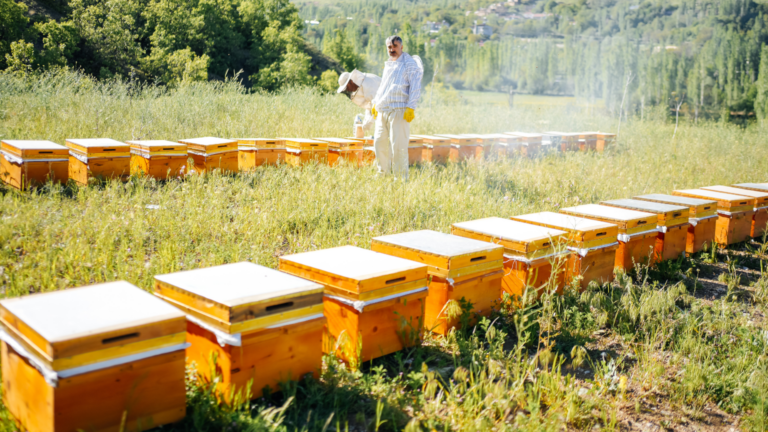Colmenas en entorno rural representando la miel de Cantabria.