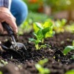 jardinería profesional en un huerto sostenible con plantación de brotes verdes
