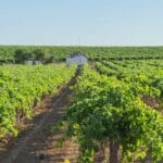 Agricultor revisando cultivo en España protegido con seguros agrarios y coberturas seguro agrario ante riesgos climáticos