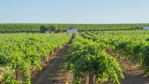 Agricultor revisando cultivo en España protegido con seguros agrarios y coberturas seguro agrario ante riesgos climáticos