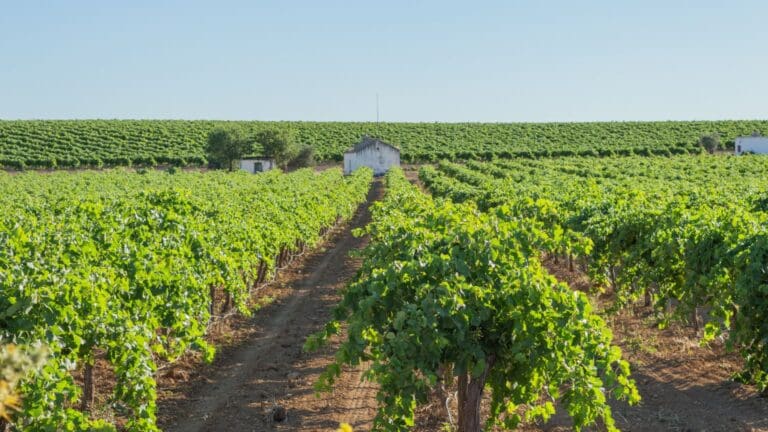 Agricultor revisando cultivo en España protegido con seguros agrarios y coberturas seguro agrario ante riesgos climáticos