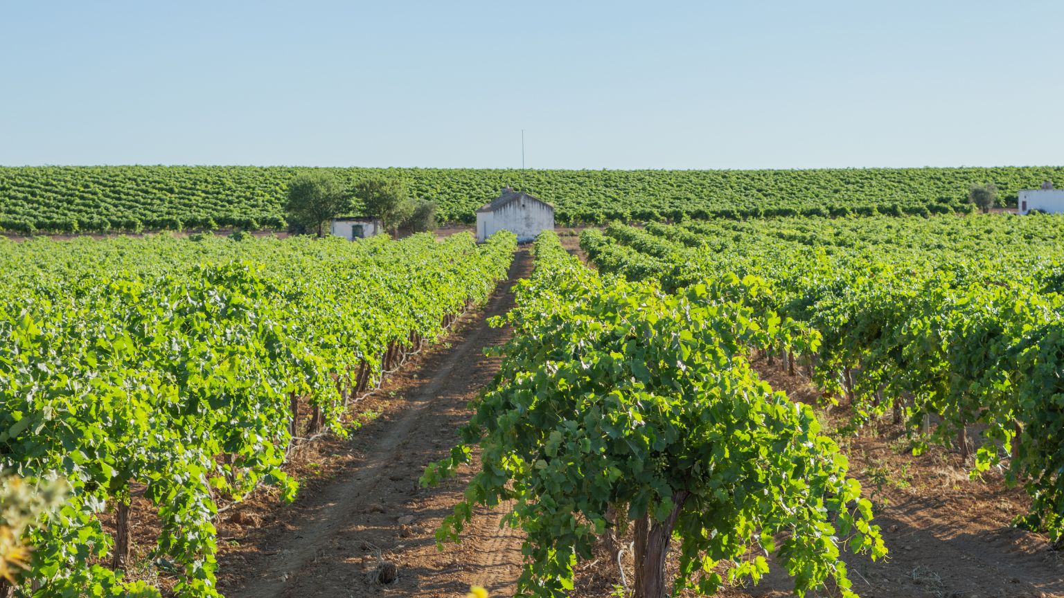 Agricultor revisando cultivo en España protegido con seguros agrarios y coberturas seguro agrario ante riesgos climáticos