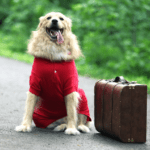 Escapadas con perro en España que cambian la forma de viajar