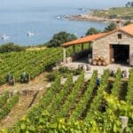 Bodegas de albariño en O Grove: una experiencia única