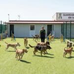 ¿Qué es una guardería para perros en Seseña y cómo funciona?