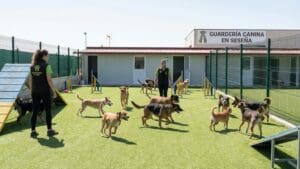 ¿Qué es una guardería para perros en Seseña y cómo funciona?