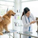 ¿Qué implica el cuidado e higiene para perros y gatos?