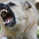 Perro reactivo ladrando durante un paseo mientras trabaja en su educación canina y adiestramiento para mejorar su comportamiento con otros perros.