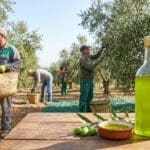¿Qué es el aceite de oliva temprano y por qué es tan valorado?