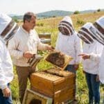 ¿Qué son las experiencias con abejas y por qué son importantes?