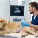¿Qué es la ecografía abdominal veterinaria y por qué es tan importante?