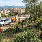 Servicios forestales en Collado Villalba: prepare su proyecto