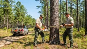 Servicios forestales en Madrid: encuentre a su agente